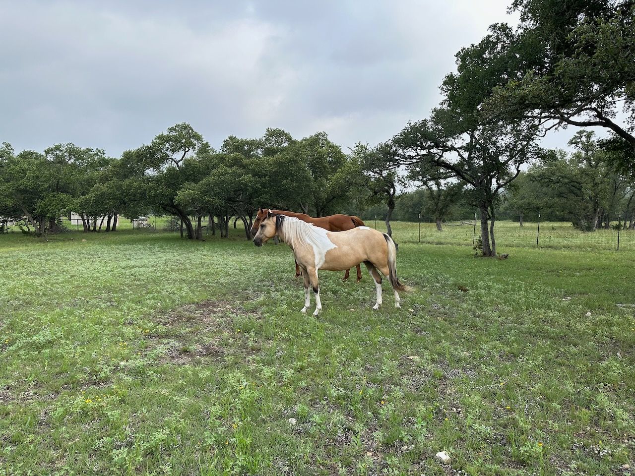 Two horses standing in a field, small trees in the background. The horse in front is shorter, a buckskin tobiano, a type of pinto. The horse in the background is taller, sorrel or red.
